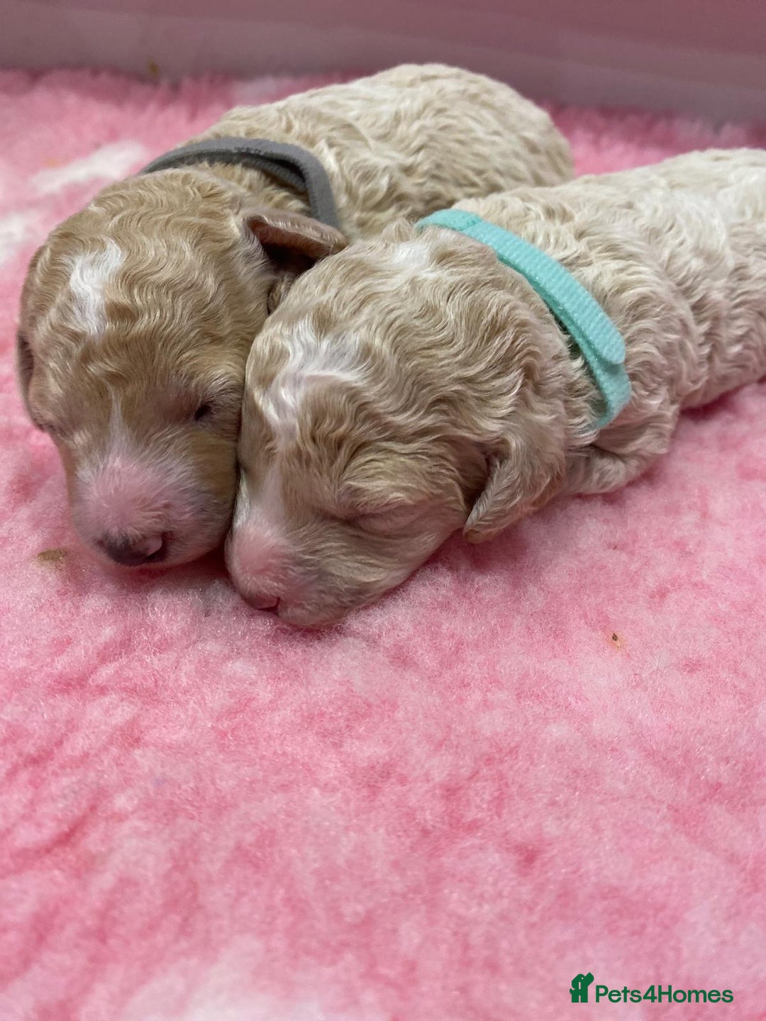 Labradoodle dogs for sale: Multi- Generation Toy/Mini parti Labradoodles   - Advert 1