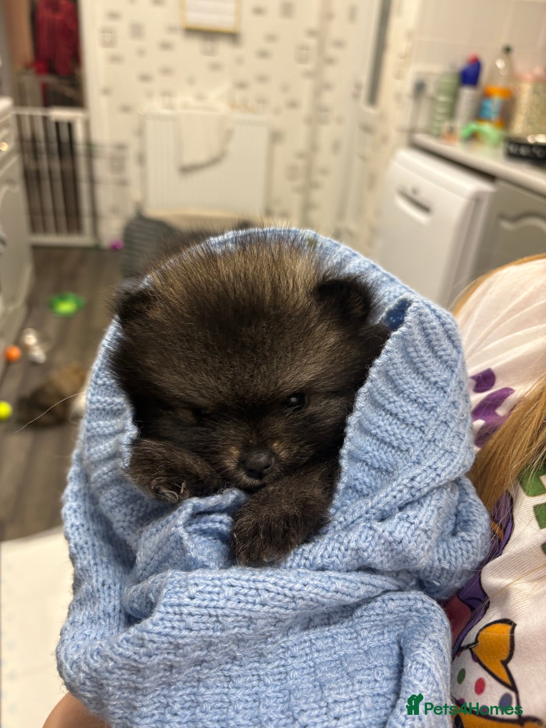 Pomeranian dogs for sale: Litter of pomeranians  - Advert 19