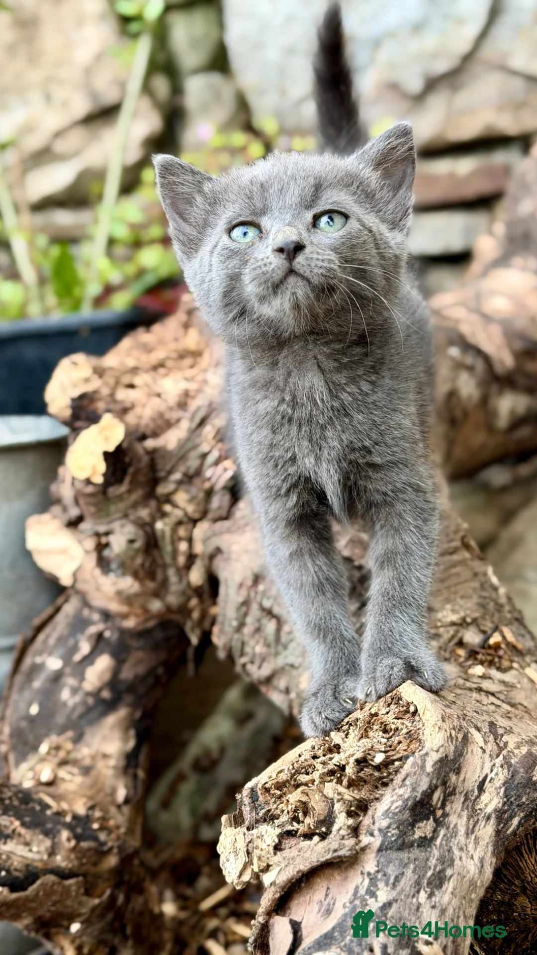 Mixed Breed cats for sale: Beautiful Blue & black kittens  in Swansea - Advert 8