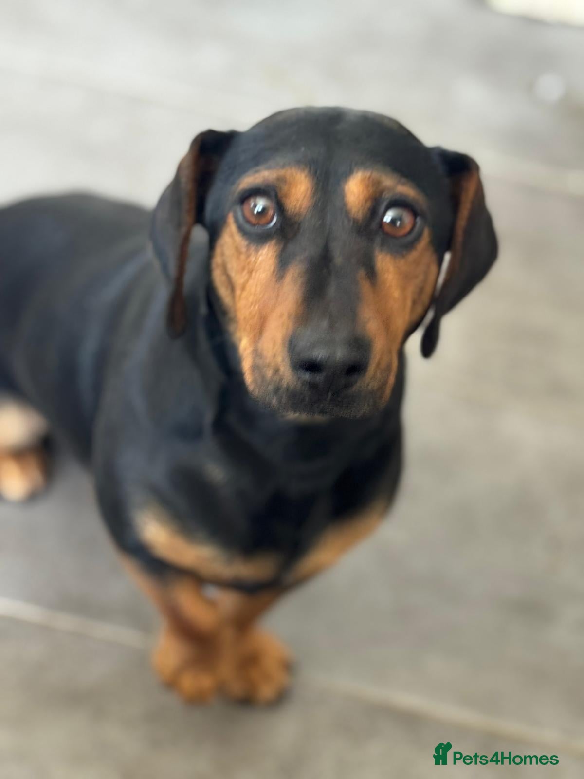 Mixed Breed dogs SWEET Kitty Looking for LOVE - Advert 1