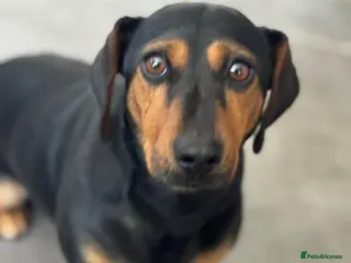 Mixed Breed dogs SWEET Kitty Looking for LOVE - Advert 1