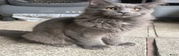 Maine Coon cats for sale: SAD XXL Blue Male Maine Coon Kitten (5 Months Old) - Advert 5