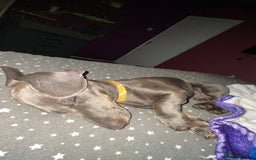 Dachshund dogs for stud: Blue miniature dachshund for stud. - Image 4