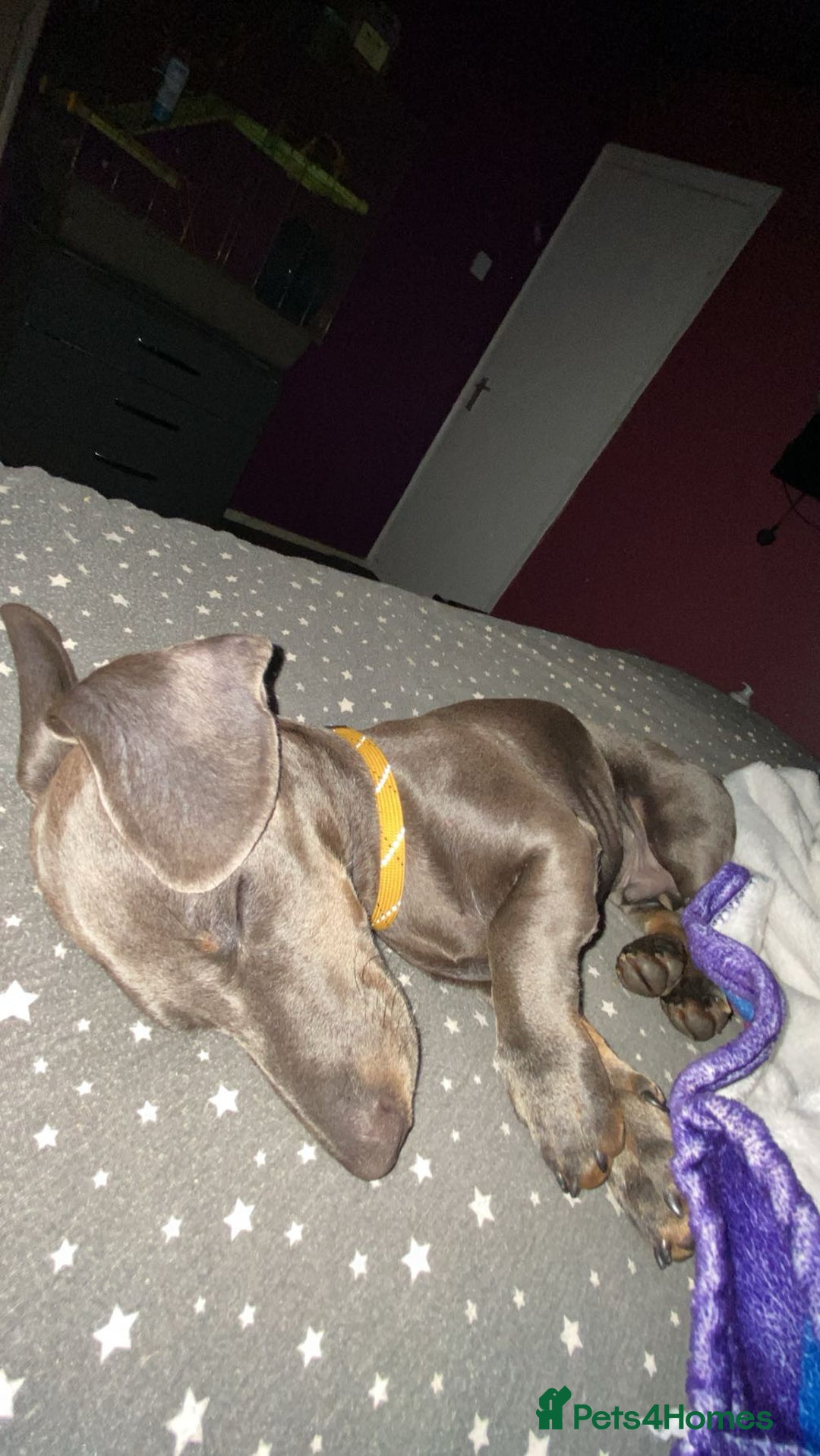 Dachshund dogs for stud: Blue miniature dachshund for stud. - Image 4