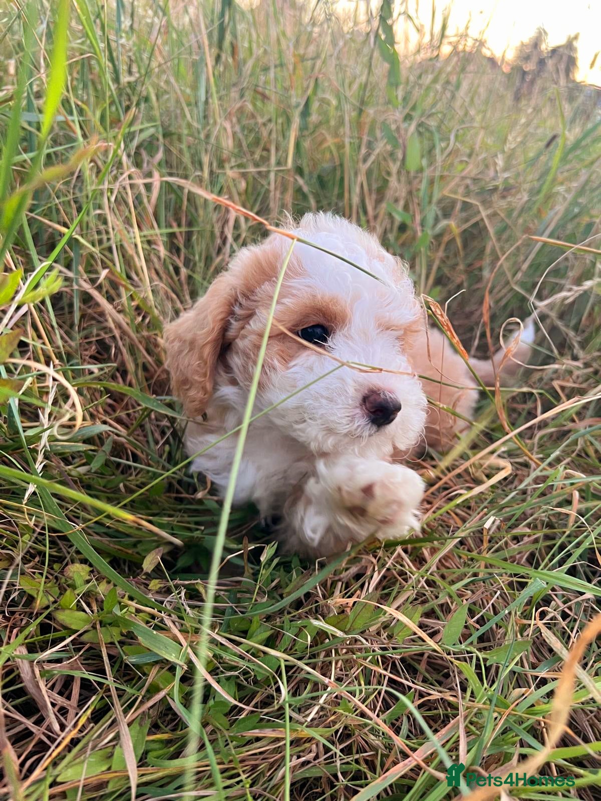 Maltipoo dogs Beautiful Maltipoochons puppies £1700 ONO - Advert 2