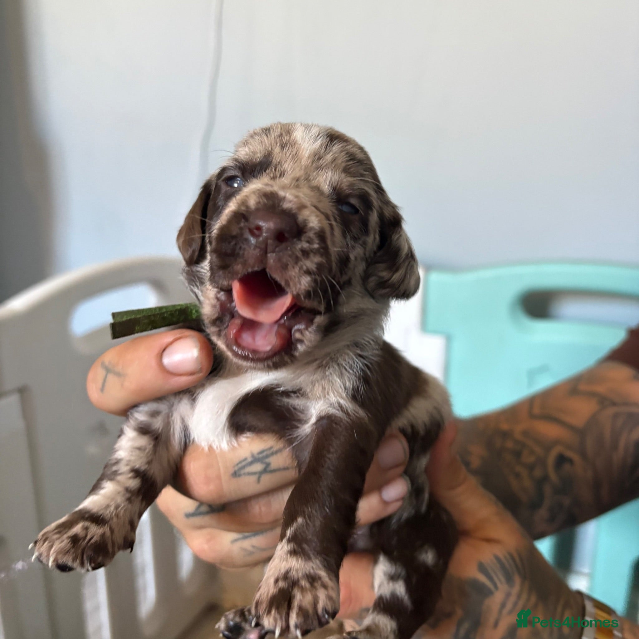 Labradoodle dogs Stunning Rare Tri Merle labradoodles 🐾 - Advert 1