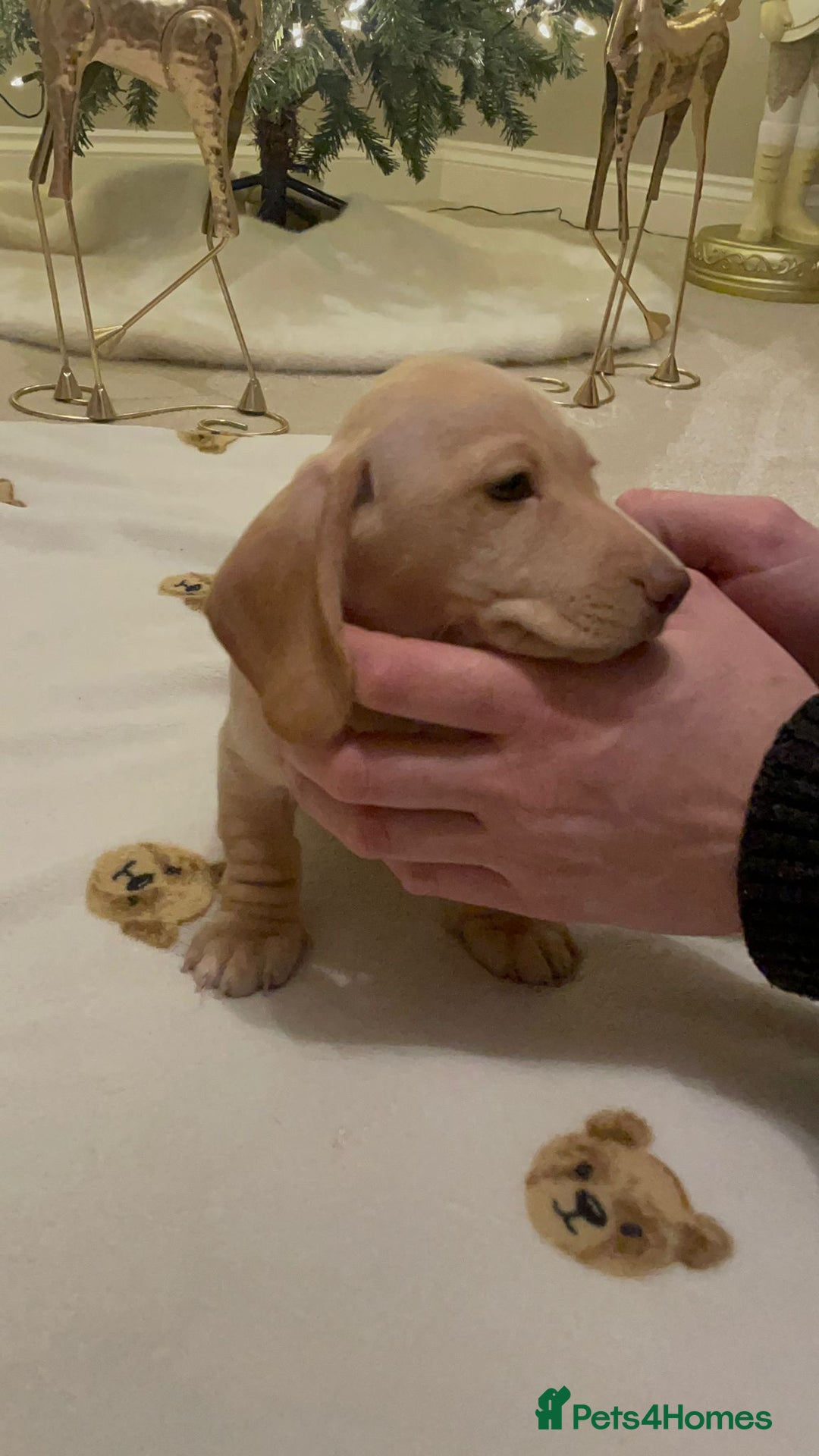 Dachshund dogs for sale: 3 adorable dachshunds puppies 2 boy 1 girls - Advert 3