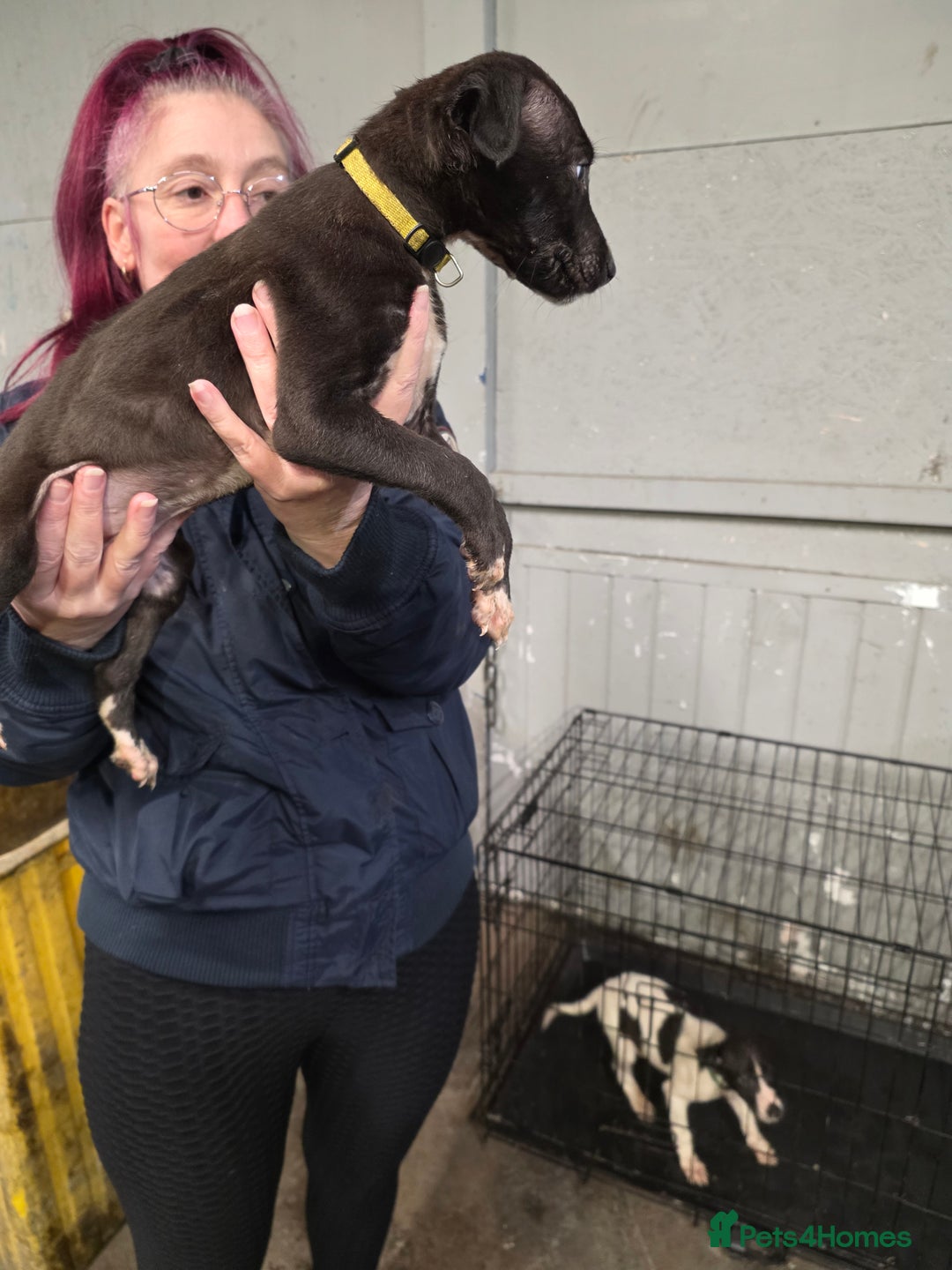 Mixed Breed dogs for sale: Saluki bullgreyhound x bedlington whippet - Advert 8