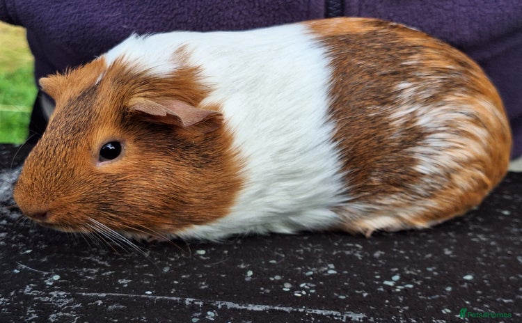 Guinea Pig rodents - Advert 2