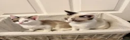 Ragdoll cats for sale: RAGDOLL X - Advert 1