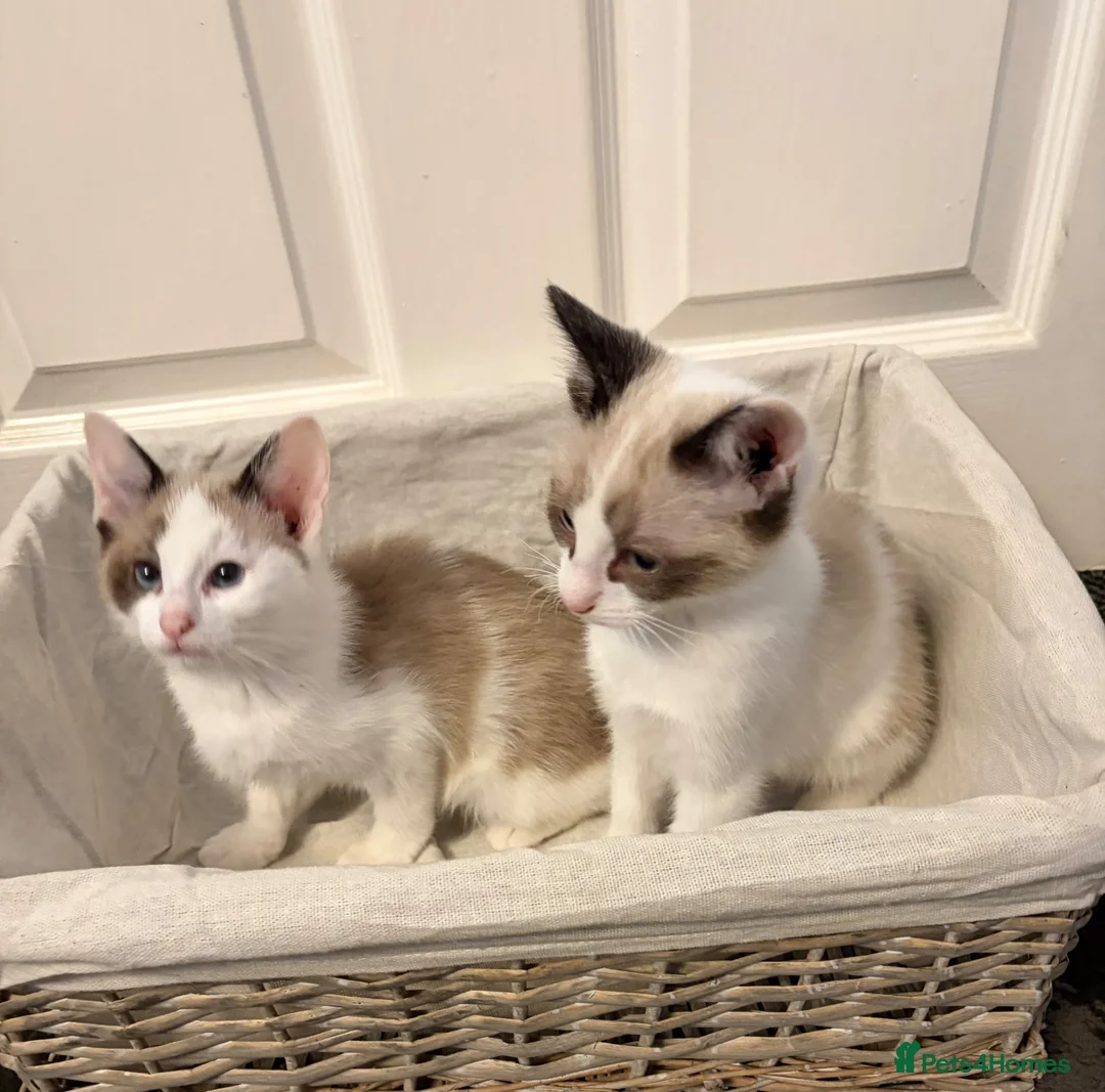 Ragdoll cats for sale: RAGDOLL X - Advert 1