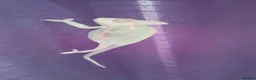 Chameleon reptiles for sale: Veiled chameleons  - Advert 12