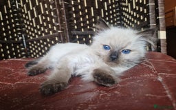 Ragdoll cats for sale: 1 sweet Ragdoll boy looks for a loving family  - Image 13