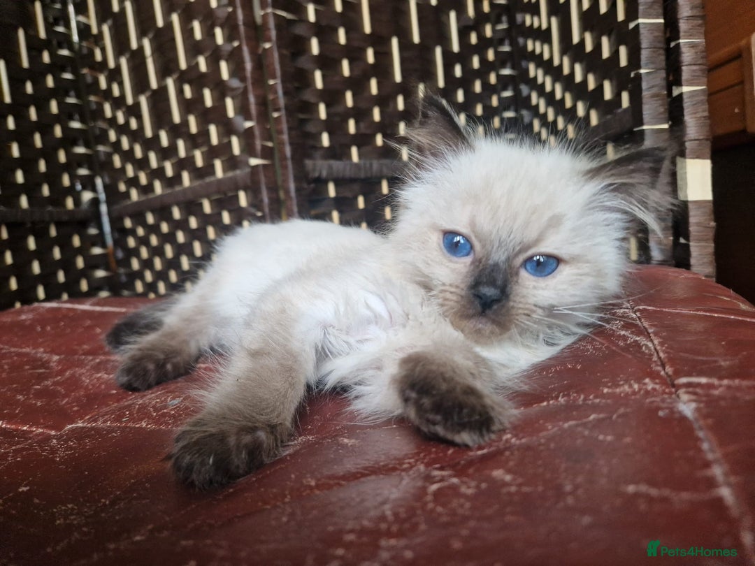 Ragdoll cats for sale: 1 sweet Ragdoll boy looks for a loving family  - Image 13