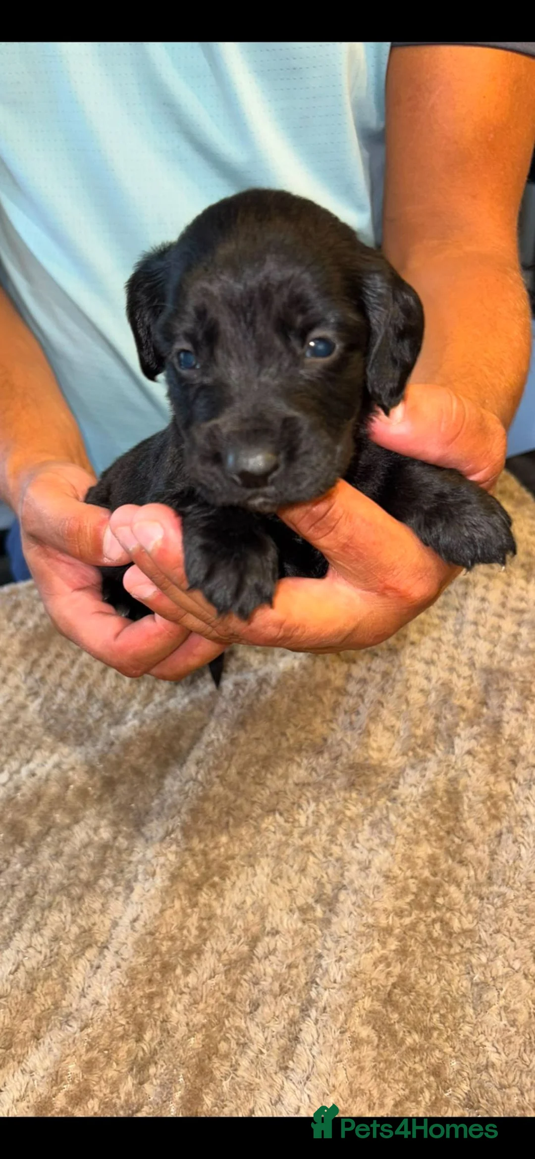 Cocker Spaniel dogs for sale: Cockerspaniel pups  - Advert 2