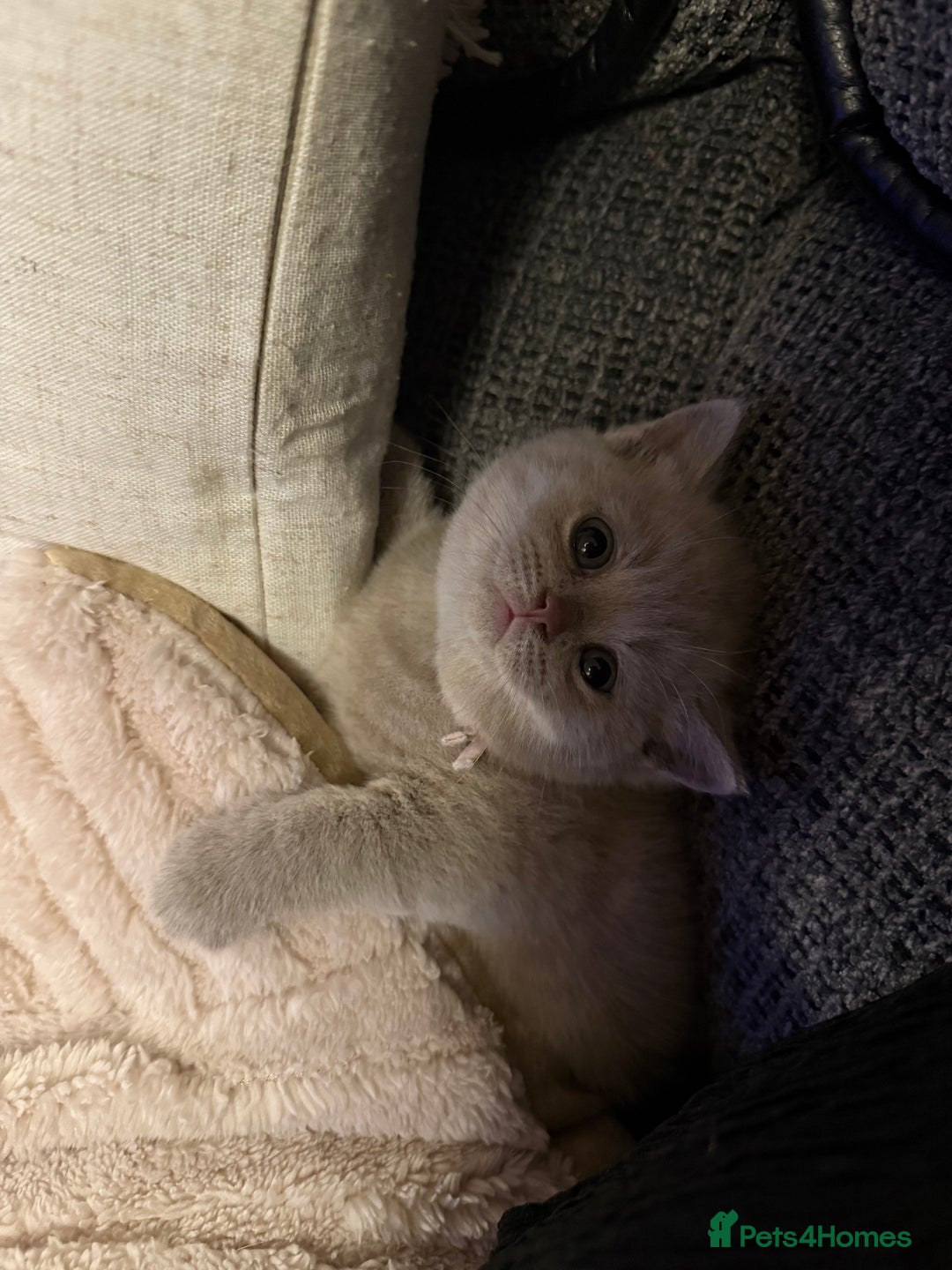 British Shorthair cats for sale: Champion Line British Shorthair Kittens - Image 9