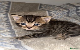 Domestic Shorthair cats for sale: Our babies looking for their forever lovely home - Image 16