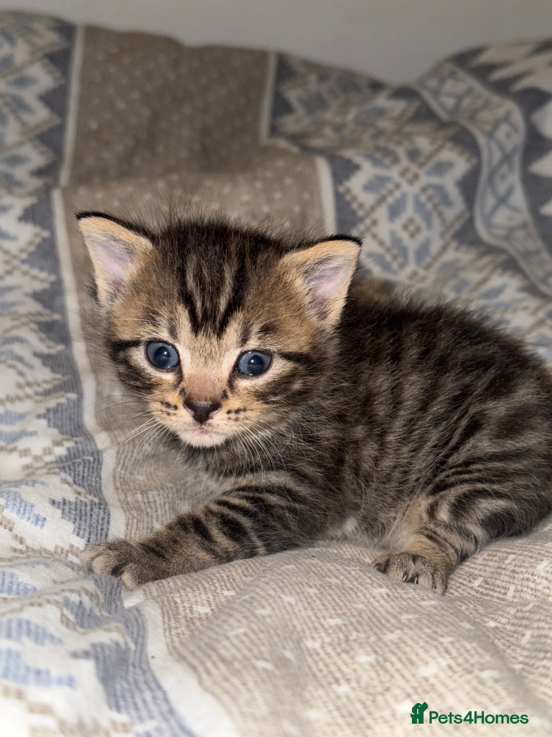 Domestic Shorthair cats for sale: Our babies looking for their forever lovely home - Image 16