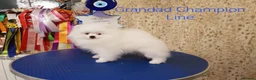 Pomeranian dogs for sale: Amazing Pomeranian  **  Puppy pure White colour in Salford - Advert 13