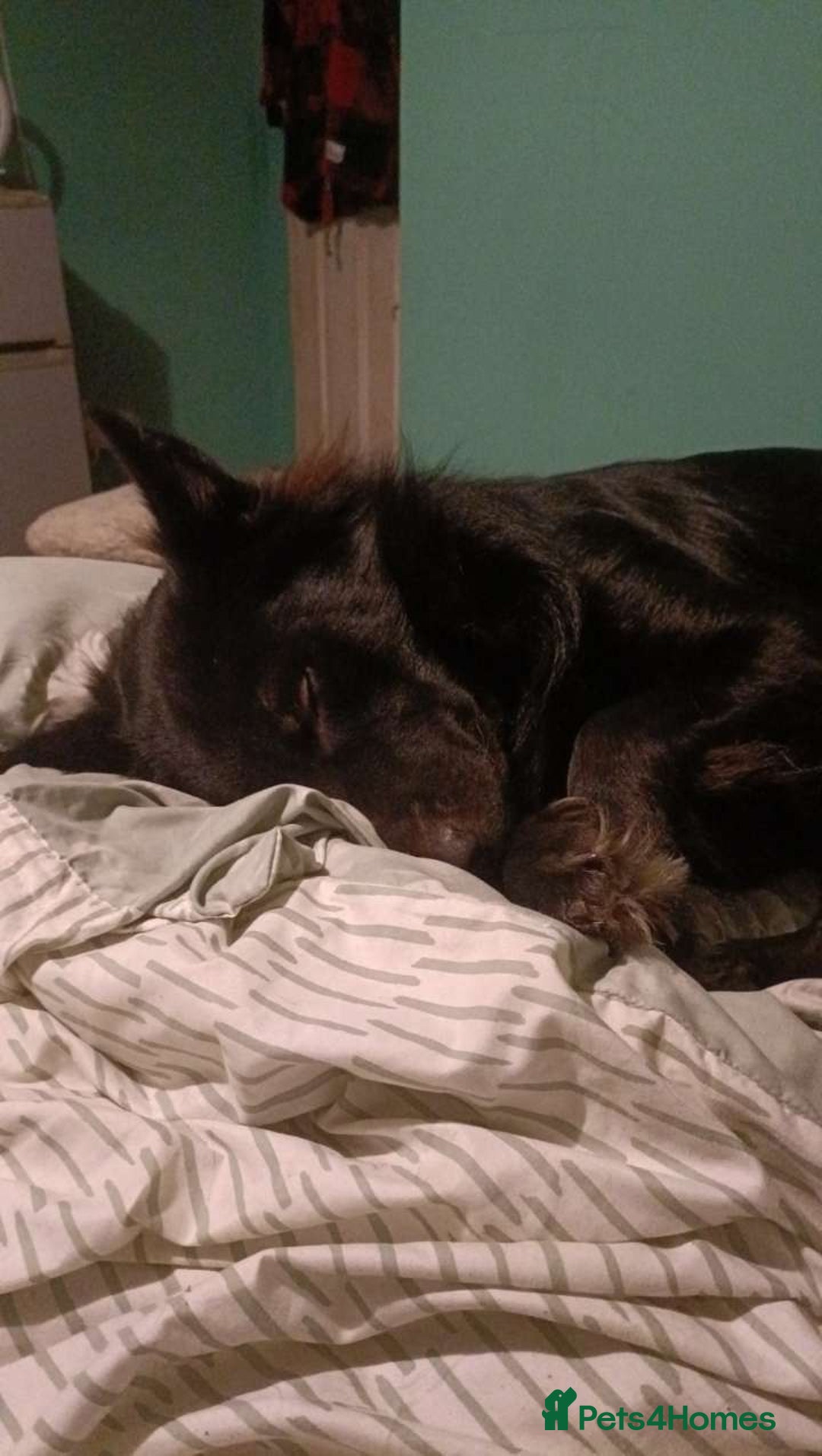 Mixed Breed dogs for sale: Beautiful male buster  - Advert 4