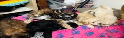 Mixed Breed dogs for sale: 6 Stunning Cock-a-chon puppies  - Advert 33
