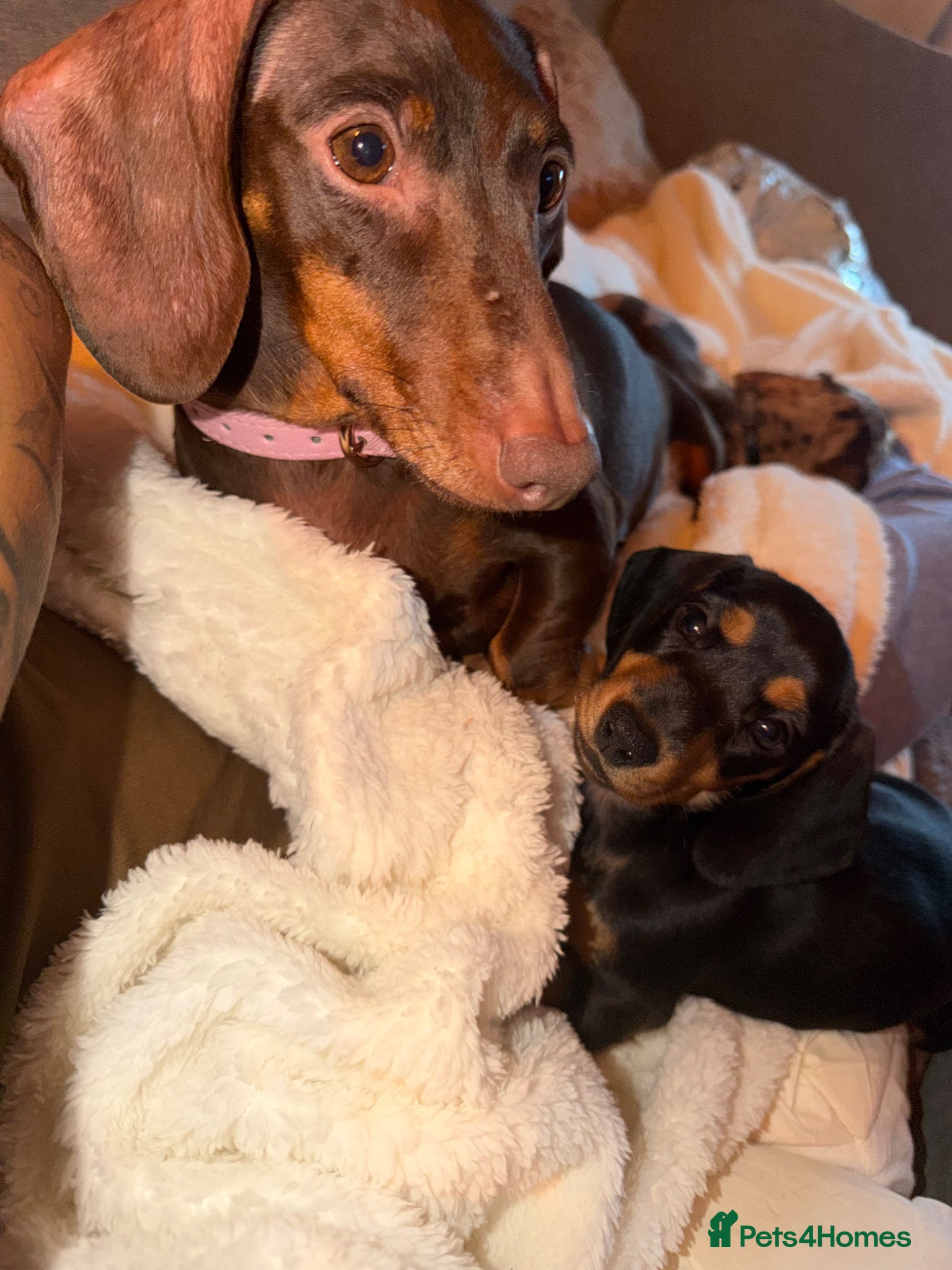 Miniature Dachshund dogs Miniature dachshund  - Advert 3