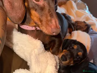 Miniature Dachshund dogs Miniature dachshund - Advert 3