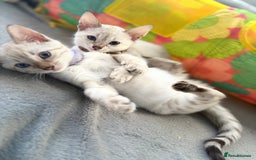 Bengal cats for sale: Blue Eyes Snow Lynx Bengal Kittens - Image 11
