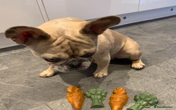 French Bulldog dogs for sale: Pablo - Advert 11