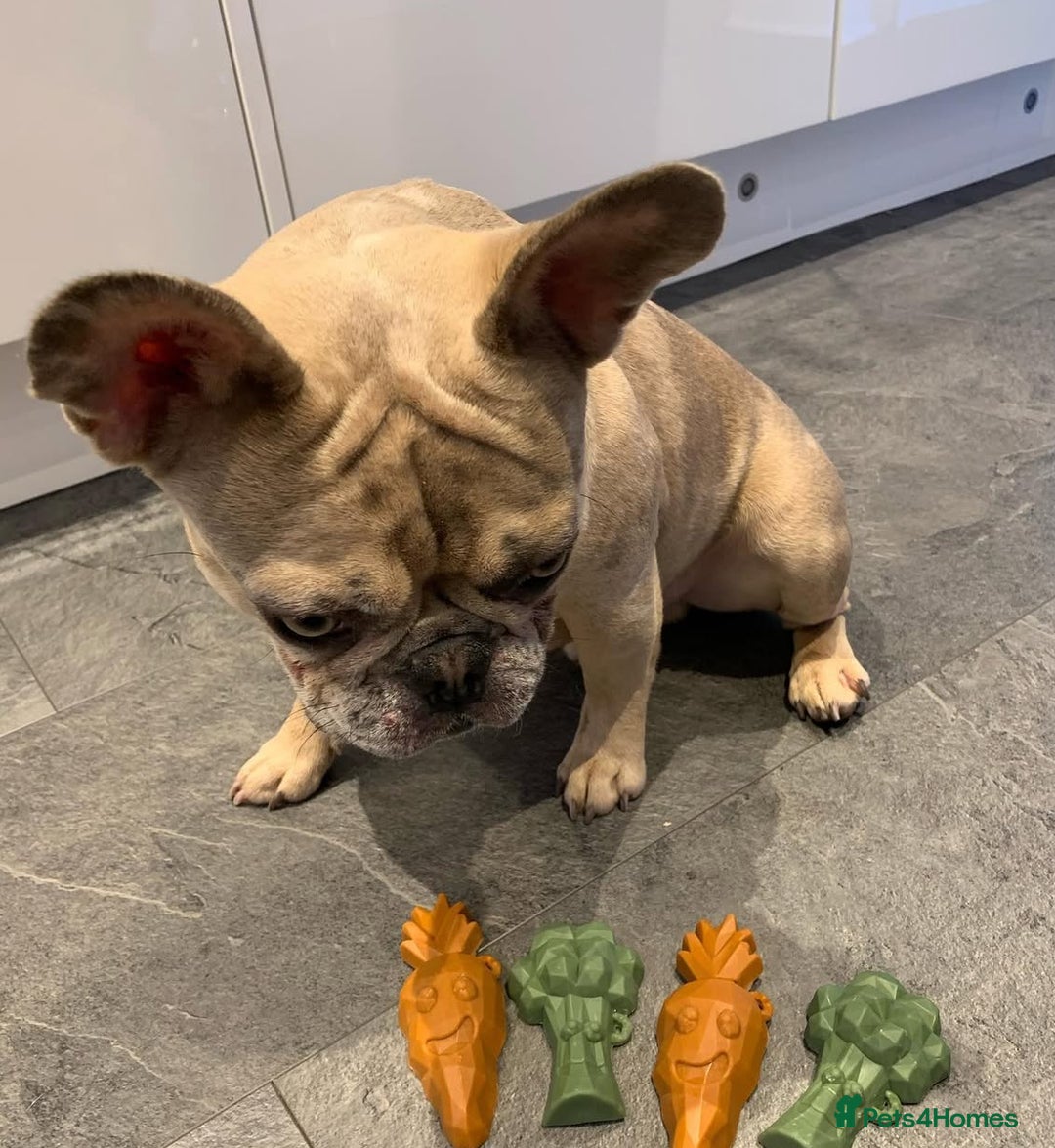 French Bulldog dogs for sale: Pablo - Advert 11