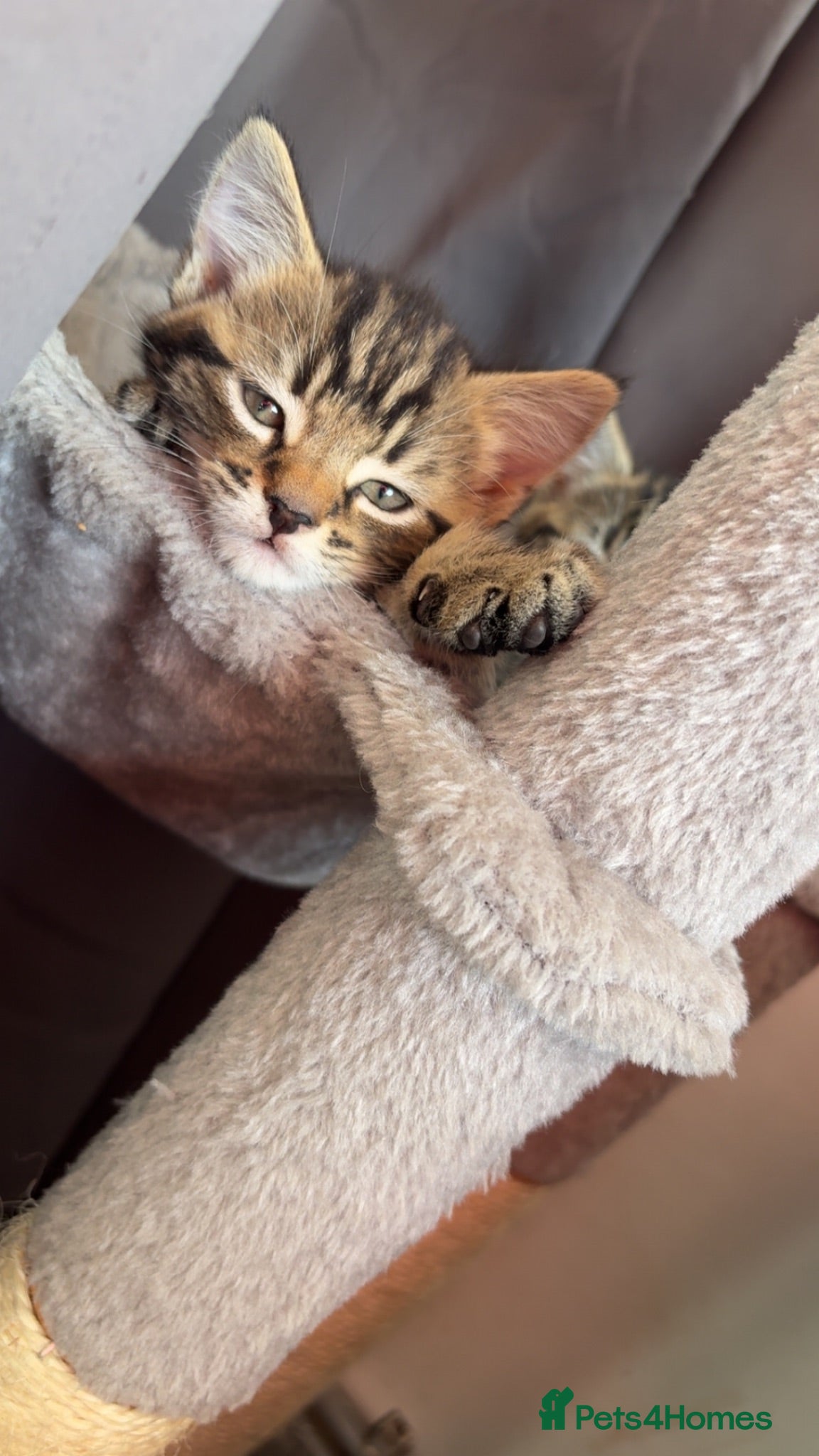 Mixed Breed cats 2 female 1 male, tabby cross  - Advert 1