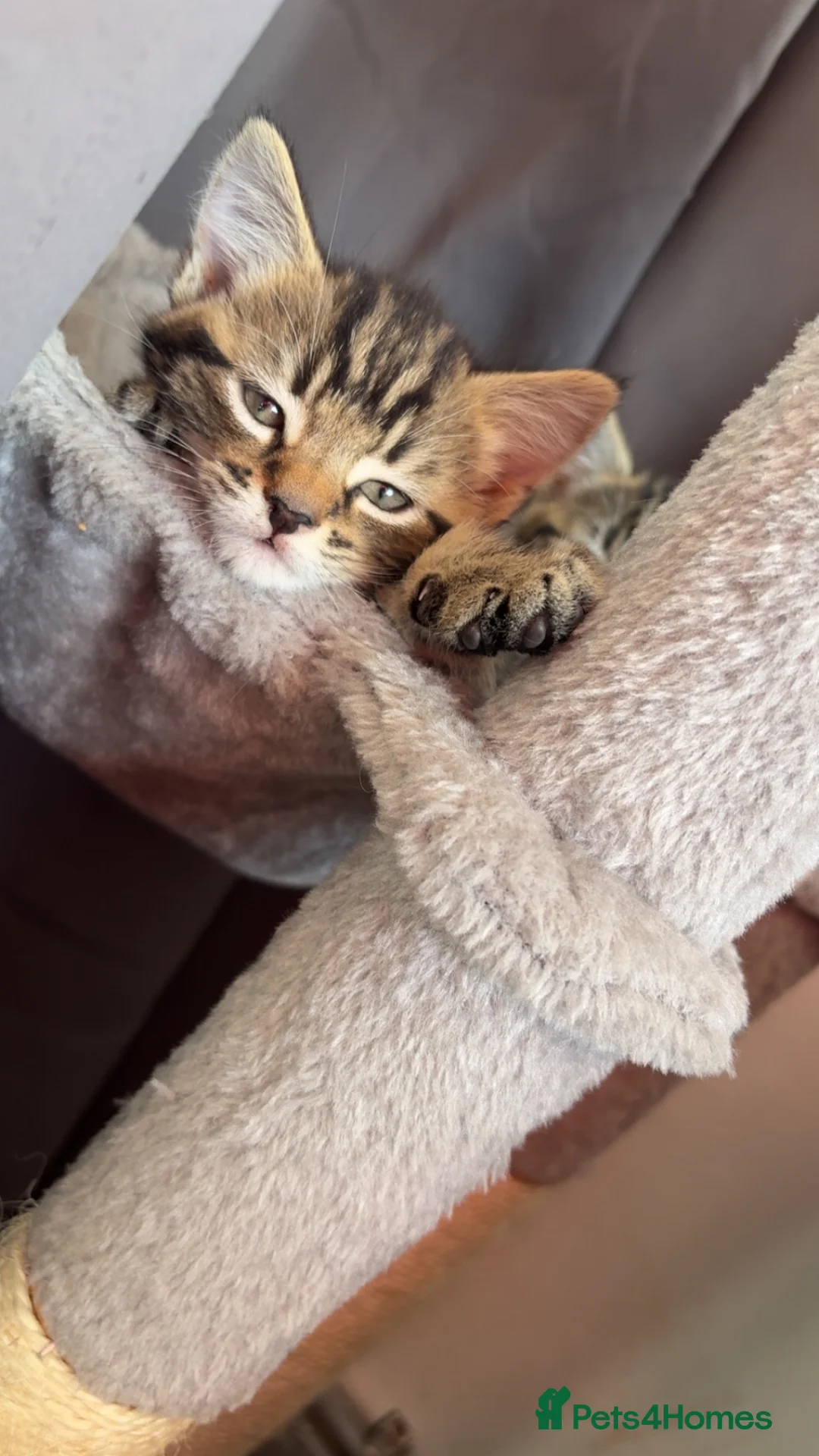 Mixed Breed cats for sale: 2 female 1 male, tabby cross  - Advert 1
