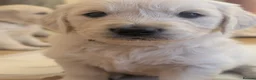 Golden Retriever dogs for stud: Proven cream KC golden retriever - Advert 14