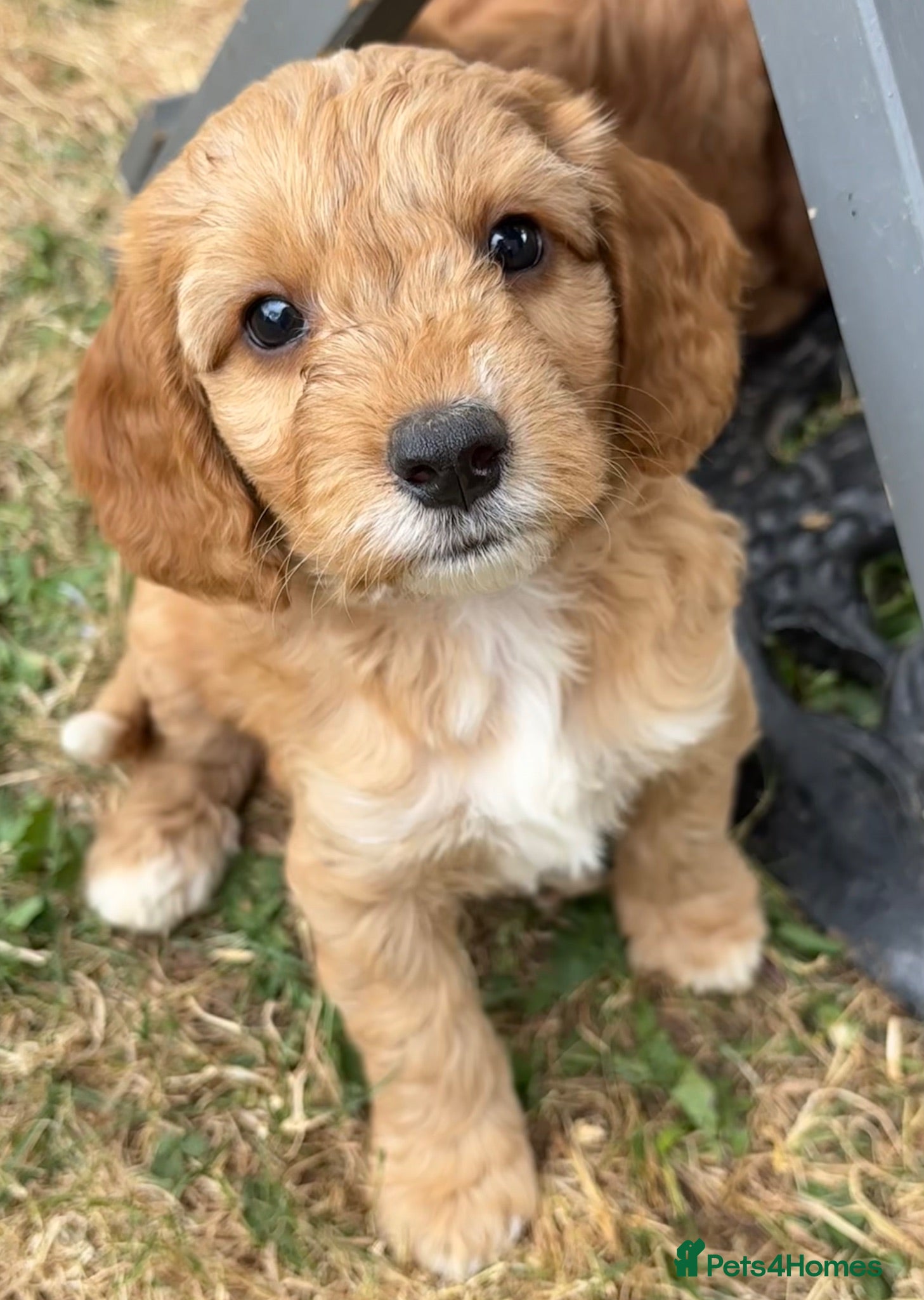 Cockapoo dogs Gorgeous Fox Red F1 Cookapoos  - Advert 4