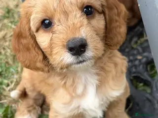 Cockapoo dogs Gorgeous Fox Red F1 Cookapoos - Advert 4