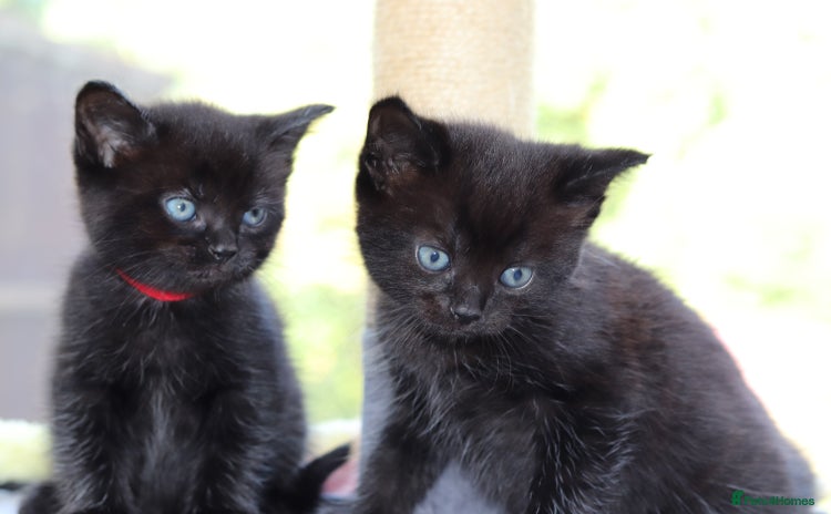 Mixed Breed cats - Advert 14