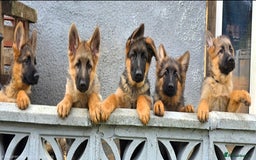 German Shepherd dogs for sale: KC REGISTERED GERMAN SHEPHERD PUPPIES  - Image 3