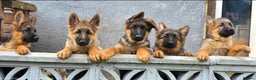 German Shepherd dogs for sale: KC REGISTERED GERMAN SHEPHERD PUPPIES (last puppy) - Advert 4