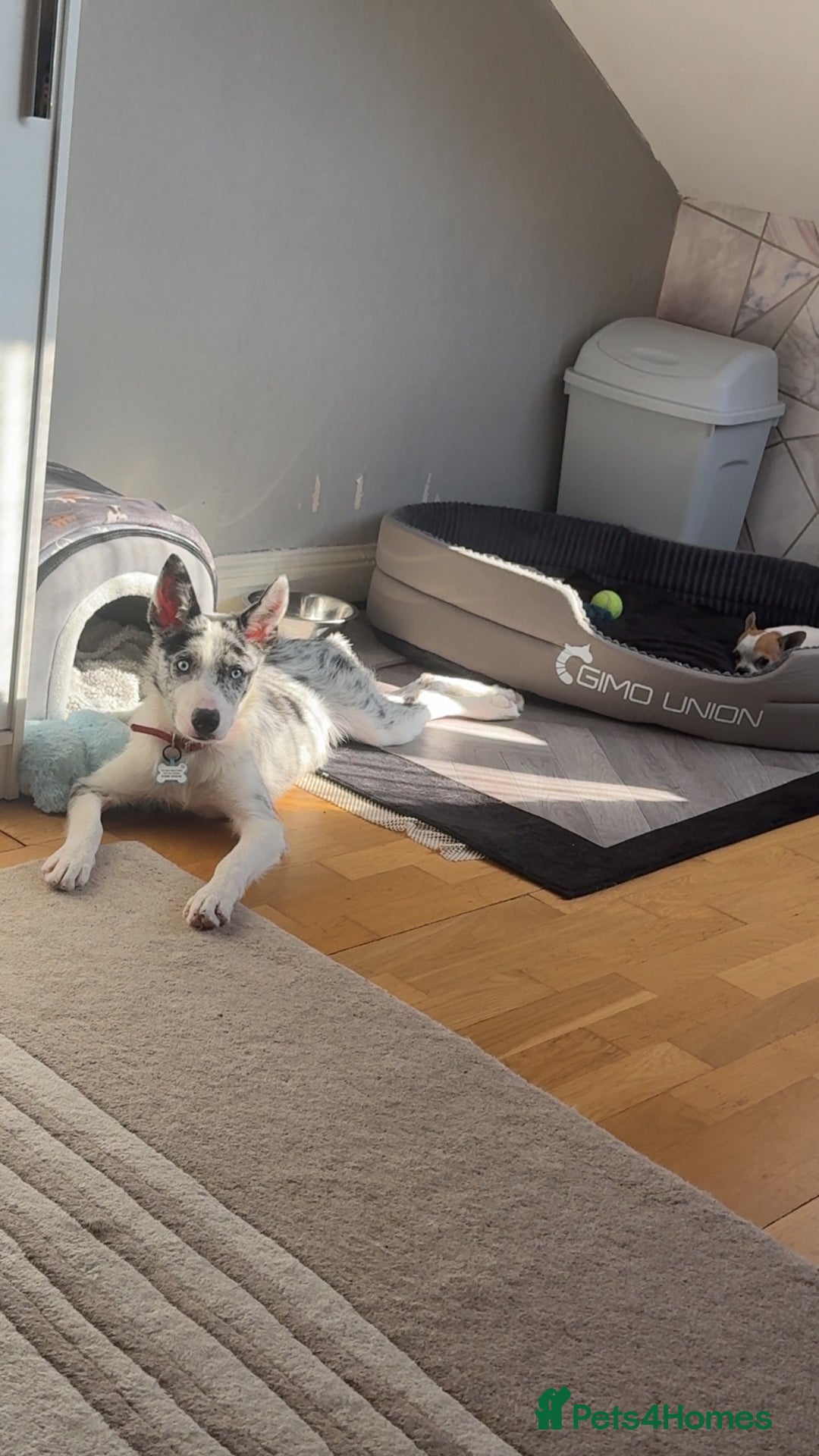 Mixed Breed dogs for sale: Blue Merle for sale  - Image 2