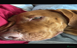 Hungarian Vizsla dogs for sale: Duke the viszla  - Image 2