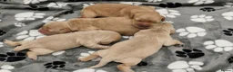 Mixed Breed dogs for sale: Dakota Sport Retrievers - Advert 15