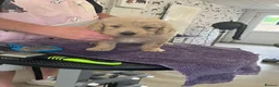 Goldendoodle dogs for sale: Golden doodles F1 in Grimsby - Advert 15