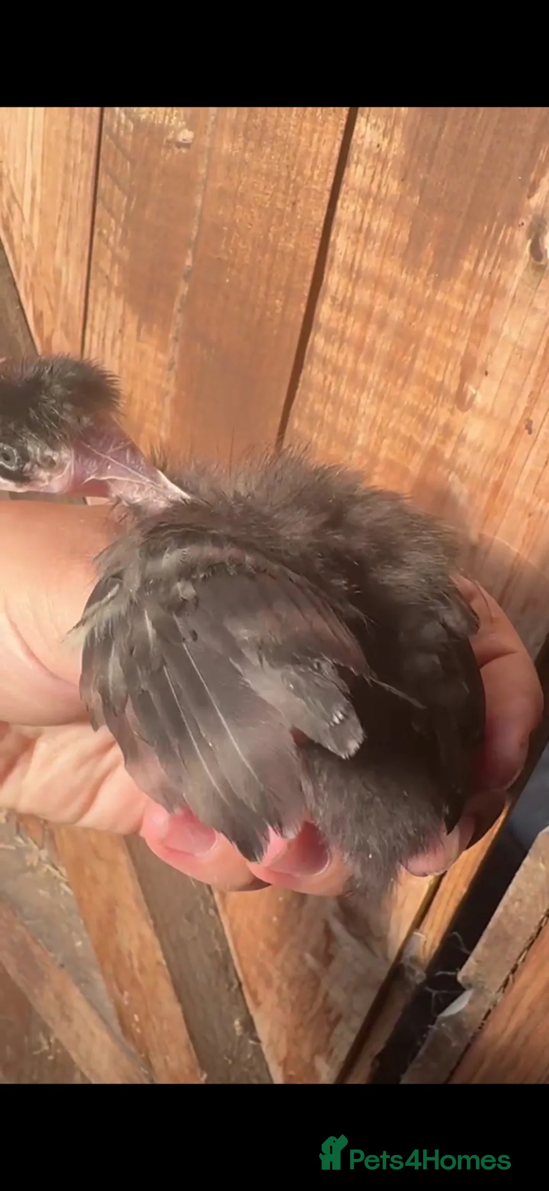 Chickens poultry for sale: Feather and crest hobby poultry! 🐥  - Advert 2