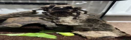 Spiders invertebrates for sale: Brazilian Salmon Pink Birdeater in Rossendale - Advert 3