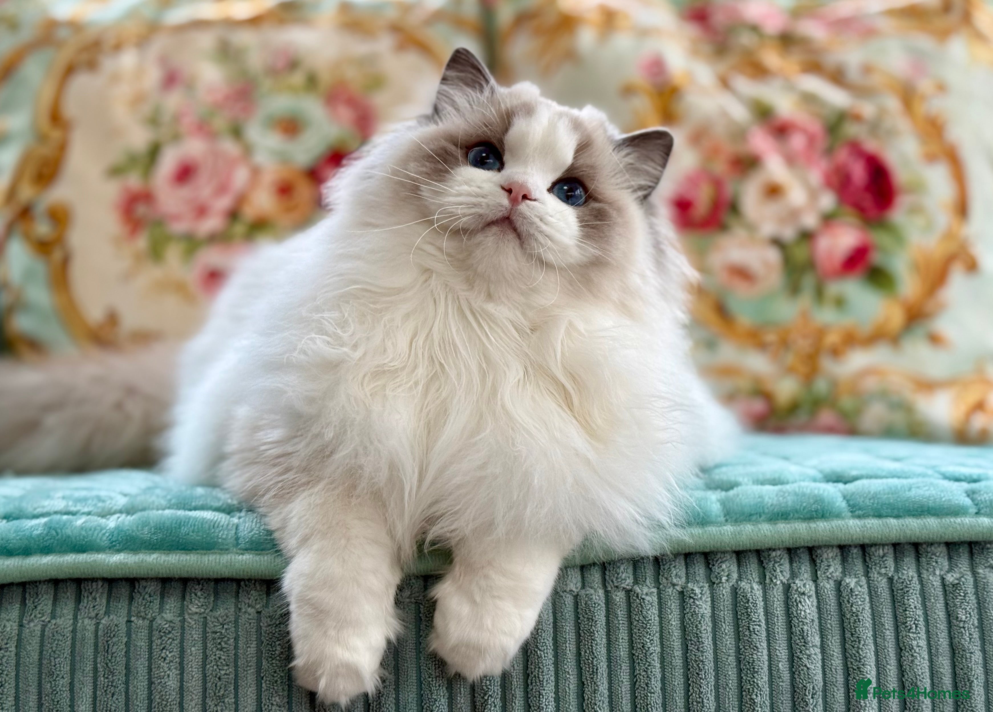 Ragdoll cats Elegant & stunning kittens  - Advert 1