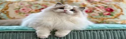 Ragdoll cats for sale: Elegant & stunning kittens  - Advert 1