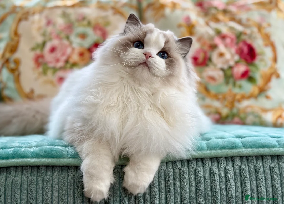 Ragdoll cats for sale: Elegant & stunning kittens  - Advert 1