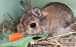 Mini Lop rabbits for sale: Rabbits for sale  - Image 8