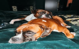 Boxer dogs for sale: POTENTIAL Re-home   - Image 2
