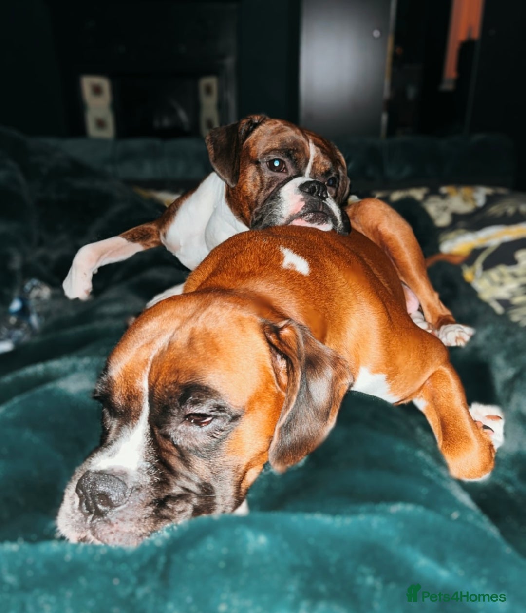Boxer dogs for sale: POTENTIAL Re-home   - Image 2